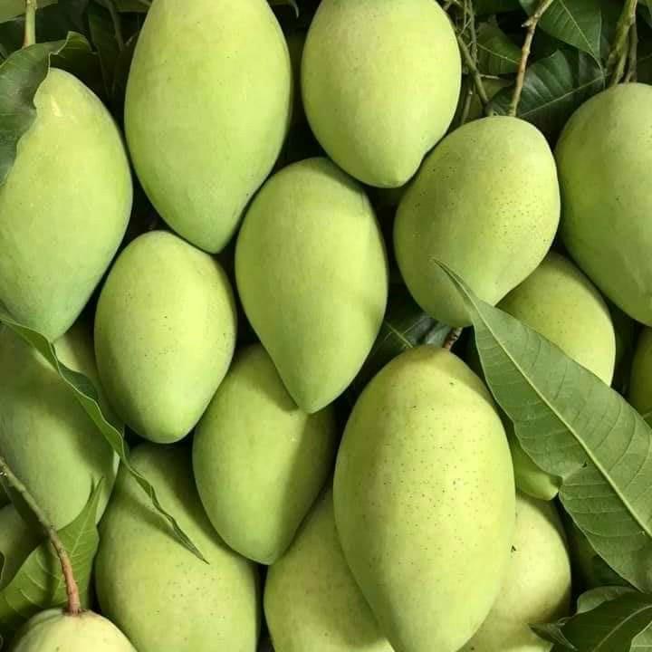 VIETNAMESE FRESH MANGO FOR EXPORT – SWEET FLAVOR, PREMIUM GRADING & EXPORT CARTON PACKAGING 2