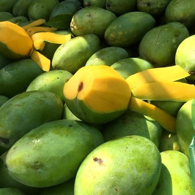 VIETNAMESE FRESH MANGO FOR EXPORT – SWEET FLAVOR, PREMIUM GRADING & EXPORT CARTON PACKAGING 3