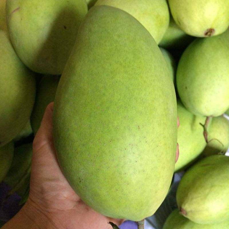 VIETNAMESE FRESH MANGO FOR EXPORT – SWEET FLAVOR, PREMIUM GRADING & EXPORT CARTON PACKAGING 4