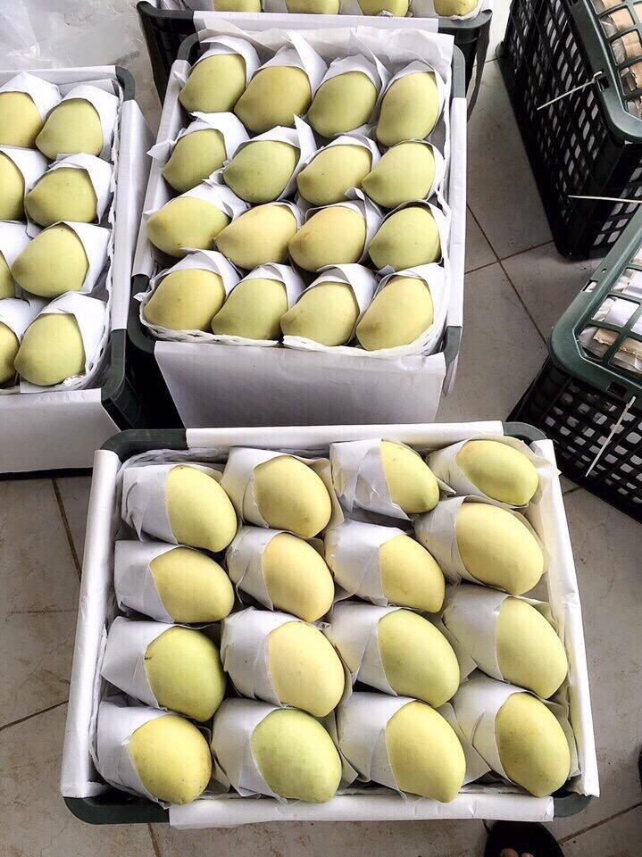 VIETNAMESE FRESH KEO MANGO – ORGANIC MANGO FRUIT FOR EXPORT 4