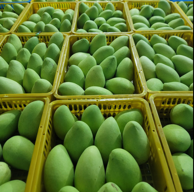 VIETNAMESE FRESH KAEW MANGO – BULK WHOLESALE, CUSTOM PACKAGING, OEM/ODM