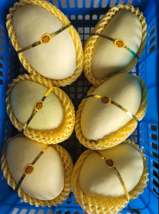 VIETNAMESE FRESH KAEW MANGO – BULK WHOLESALE, CUSTOM PACKAGING, OEM/ODM 2