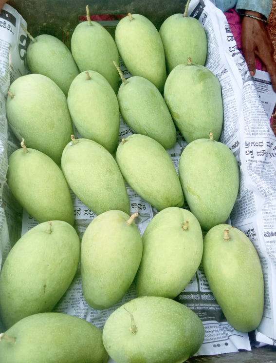 VIETNAMESE FRESH KAEW MANGO – BULK WHOLESALE, CUSTOM PACKAGING, OEM/ODM 3