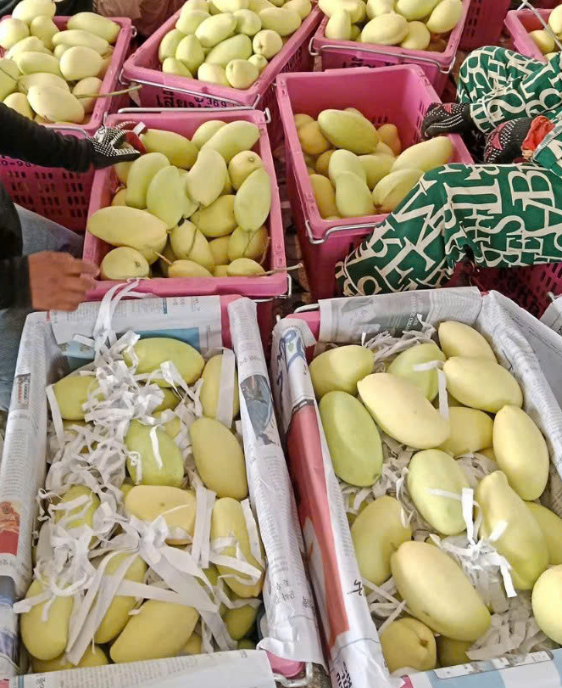 VIETNAMESE FRESH KAEW MANGO – BULK WHOLESALE, CUSTOM PACKAGING, OEM/ODM 4