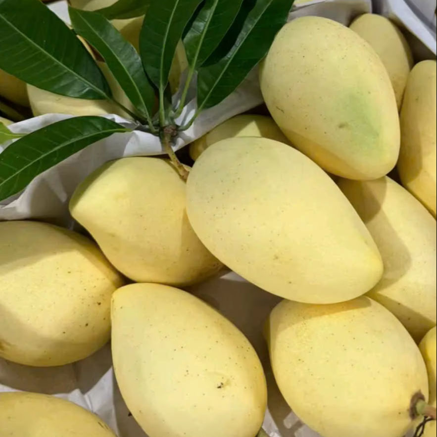VIETNAMESE IQF WHOLE FROZEN MANGO – 10KG BULK PACK, VACUUM PACKAGING AVAILABLE