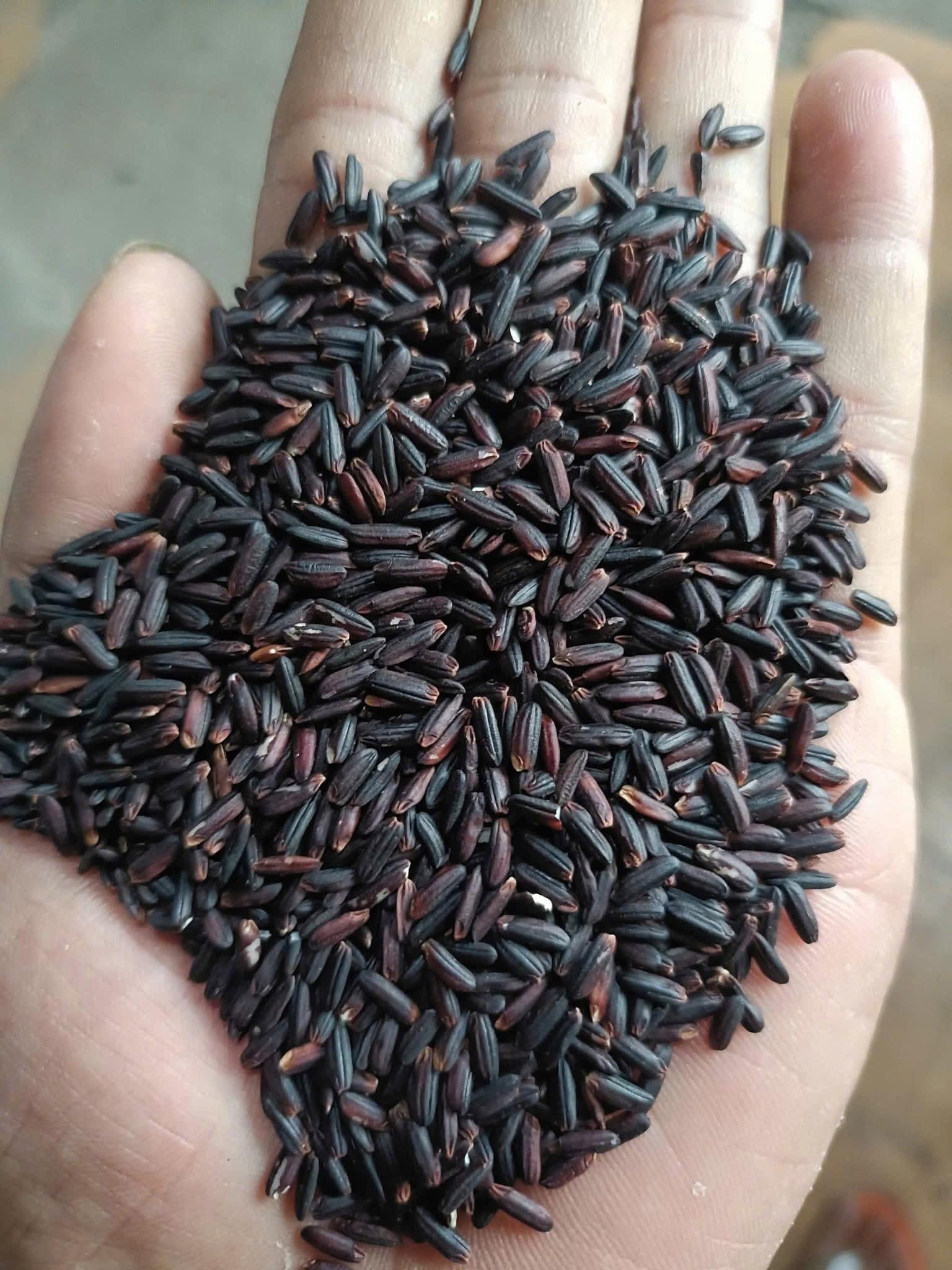 PREMIUM VIETNAMESE BLACK GLUTINOUS RICE FROM TIEN GIANG – 100% PURE, 24-MONTH SHELF LIFE, BULK EXPORT & OEM 3