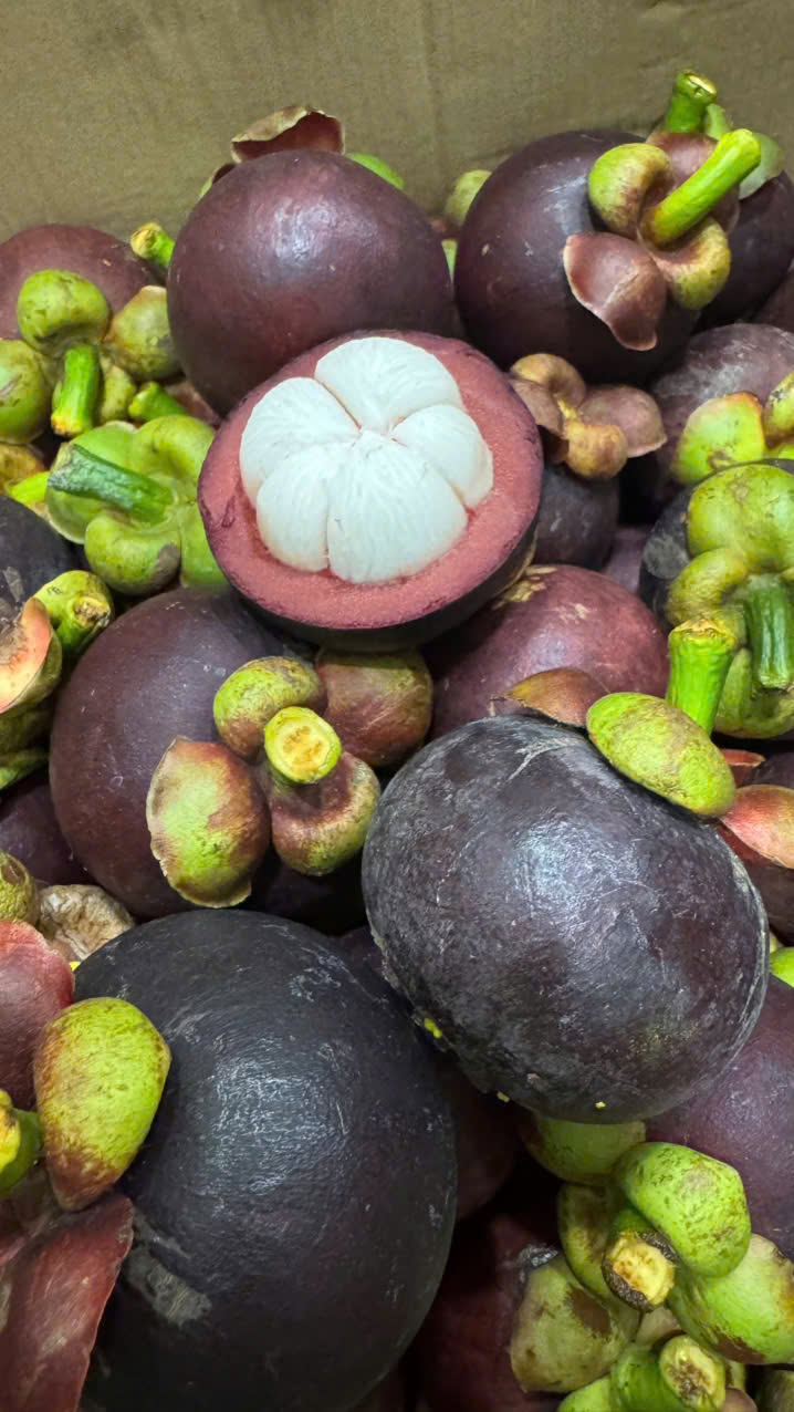 PREMIUM VIETNAMESE TIEN GIANG MANGOSTEEN – FRESH TROPICAL FRUIT FOR WHOLESALE EXPORT 2