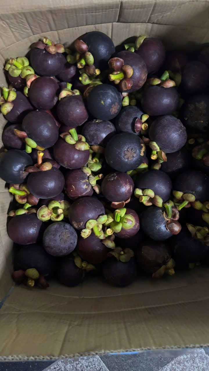 PREMIUM VIETNAMESE TIEN GIANG MANGOSTEEN – FRESH TROPICAL FRUIT FOR WHOLESALE EXPORT 3