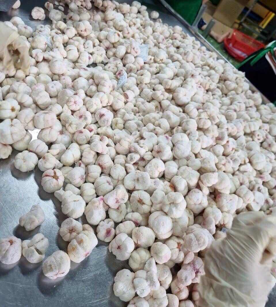 VIETNAMESE CRISPY DRIED MANGOSTEEN – BULK TROPICAL FRUIT INGREDIENT FOR YOGURT, BAKERY AND DESSERTS 4
