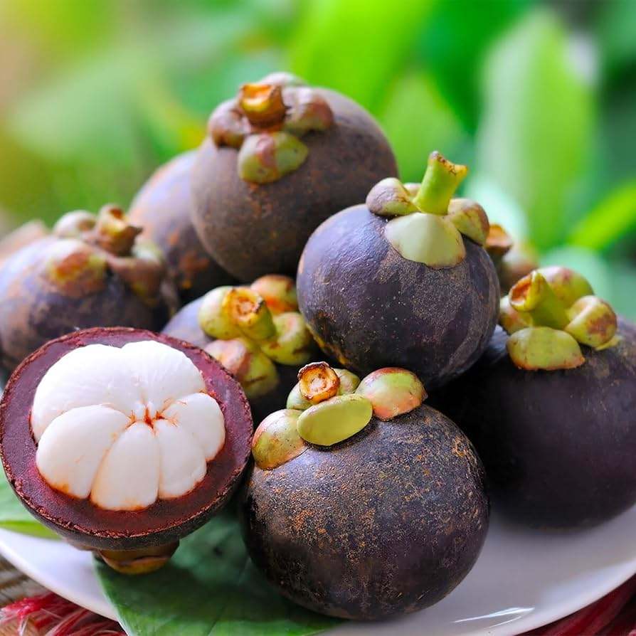 VIETNAMESE FRESH MANGOSTEEN 1KG BAG – PREMIUM TROPICAL FRUIT FOR WHOLESALE AND EXPORT 3