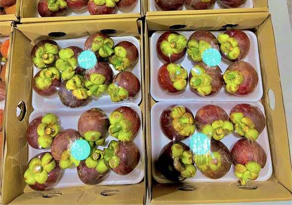 VIETNAMESE FRESH AND FROZEN MANGOSTEEN – TROPICAL FRUIT SUPPLY FOR WHOLESALE AND EXPORT 3