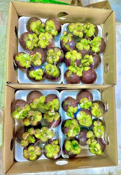 VIETNAMESE FRESH AND FROZEN MANGOSTEEN – TROPICAL FRUIT SUPPLY FOR WHOLESALE AND EXPORT 4