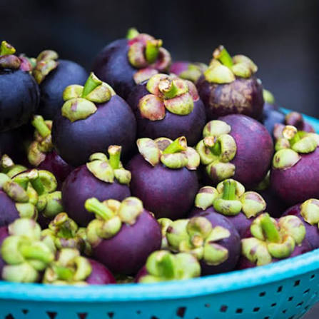 PREMIUM VIETNAMESE KIEN GIANG MANGOSTEEN – FRESH TROPICAL FRUIT FOR WHOLESALE AND EXPORT