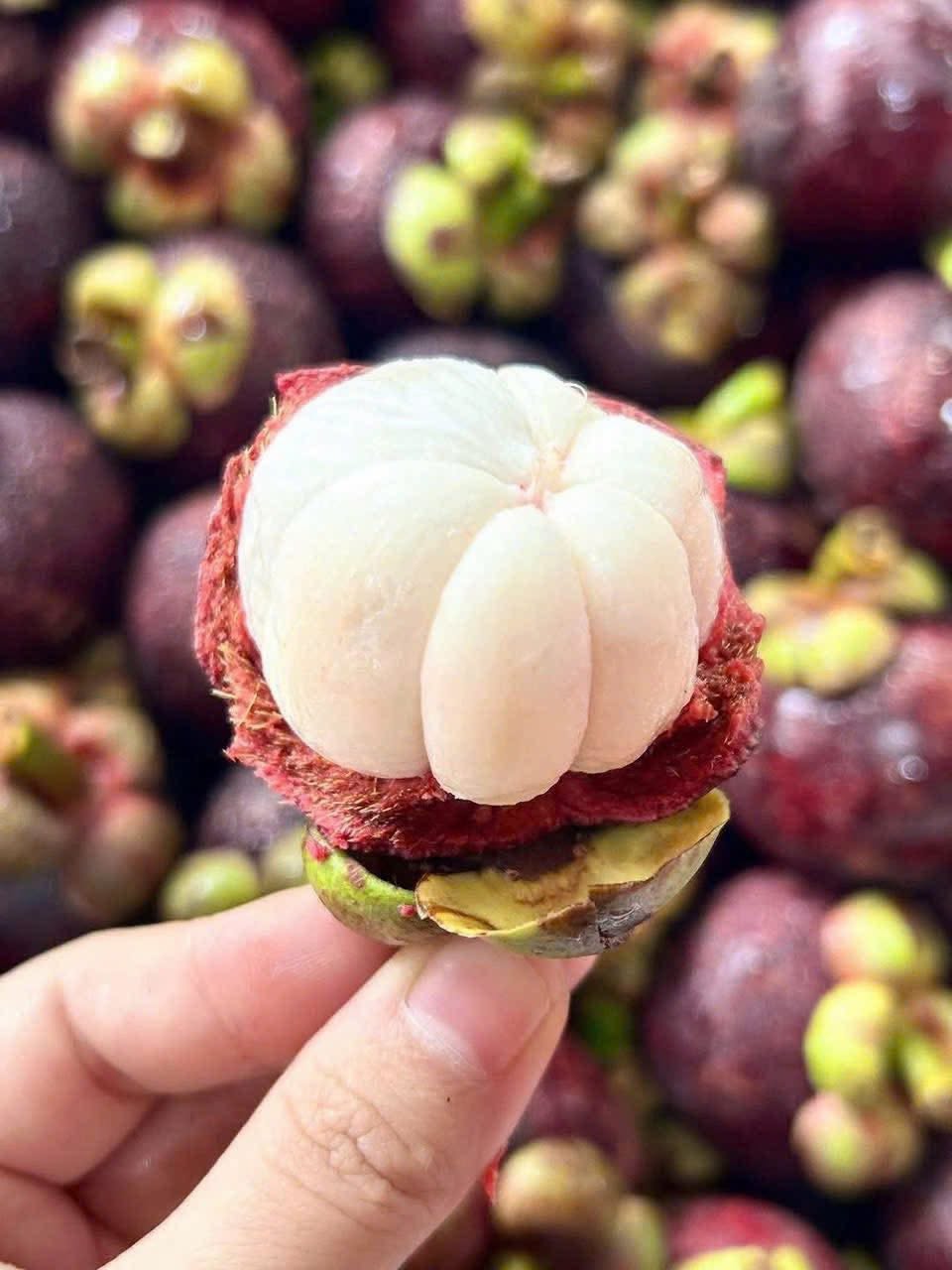 PREMIUM VIETNAMESE KIEN GIANG MANGOSTEEN – FRESH TROPICAL FRUIT FOR WHOLESALE AND EXPORT 3