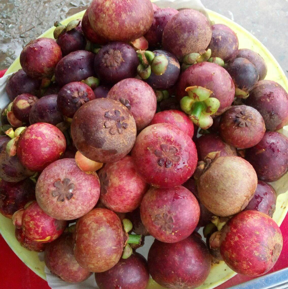 PREMIUM VIETNAMESE SOC TRANG MANGOSTEEN – FRESH TROPICAL FRUIT FOR WHOLESALE AND EXPORT
