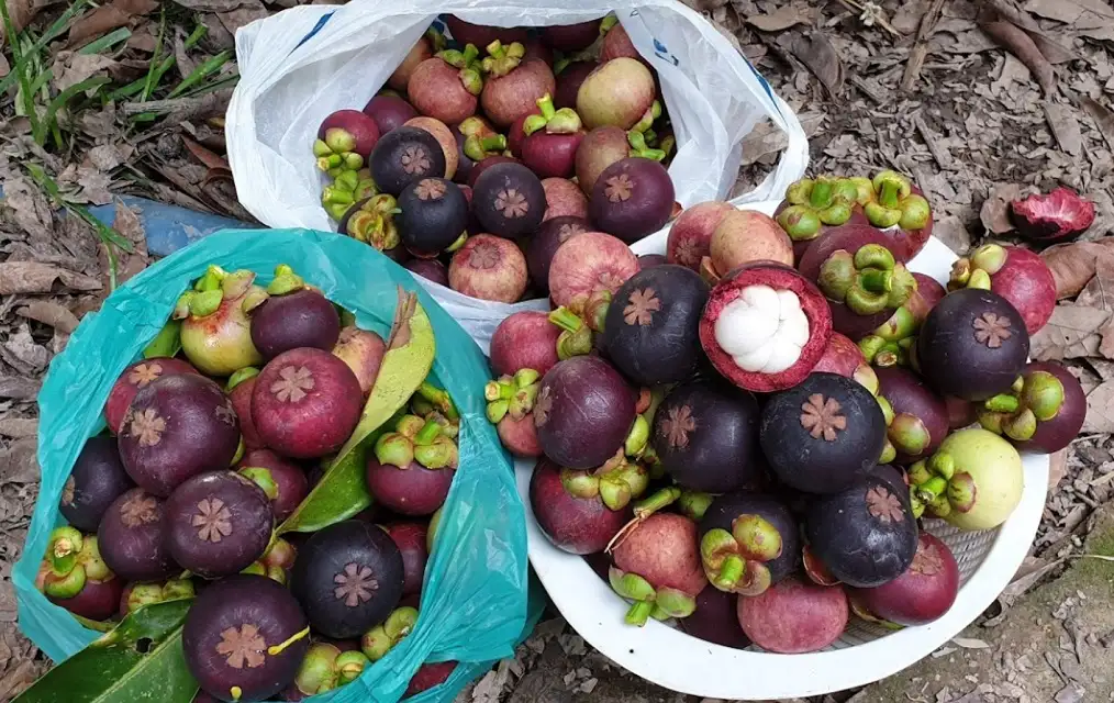 PREMIUM VIETNAMESE SOC TRANG MANGOSTEEN – FRESH TROPICAL FRUIT FOR WHOLESALE AND EXPORT 3