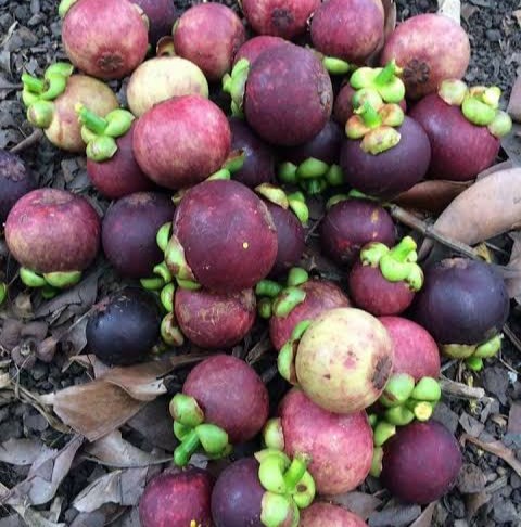 PREMIUM VIETNAMESE BEN TRE MANGOSTEEN – FRESH TROPICAL FRUIT FOR WHOLESALE AND EXPORT