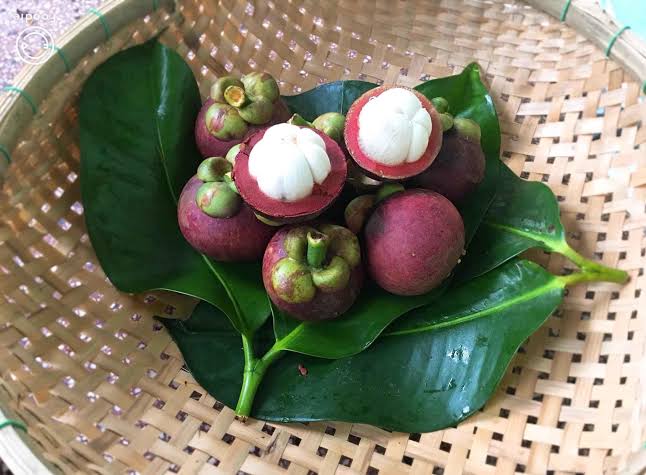PREMIUM VIETNAMESE BEN TRE MANGOSTEEN – FRESH TROPICAL FRUIT FOR WHOLESALE AND EXPORT 2