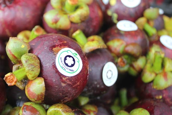 PREMIUM VIETNAMESE BEN TRE MANGOSTEEN – FRESH TROPICAL FRUIT FOR WHOLESALE AND EXPORT 4