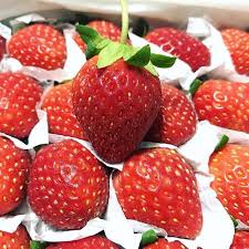 PREMIUM AKIHIME STRAWBERRIES – JAPANESE VARIETY FOR FRESH FRUIT MARKETS AND WHOLESALE DISTRIBUTION