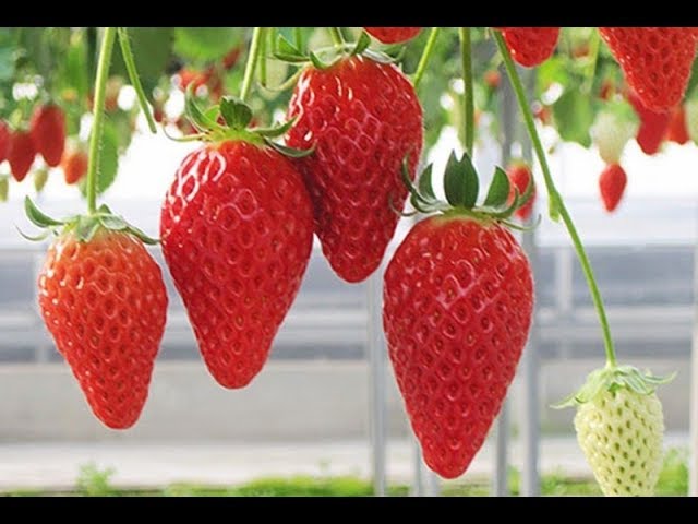 PREMIUM AKIHIME STRAWBERRIES – JAPANESE VARIETY FOR FRESH FRUIT MARKETS AND WHOLESALE DISTRIBUTION 3