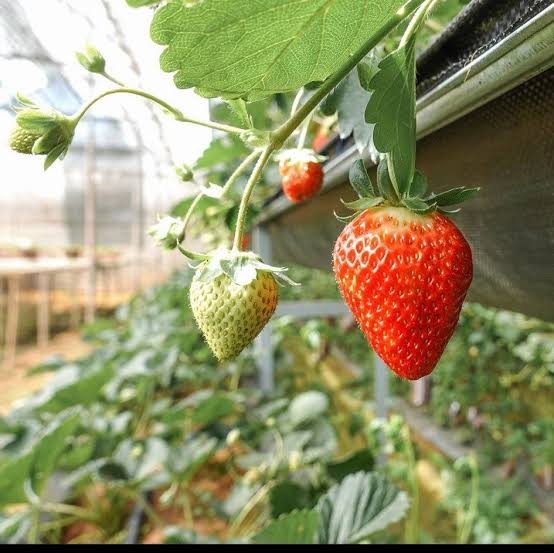 PREMIUM AKIHIME STRAWBERRIES – JAPANESE VARIETY FOR FRESH FRUIT MARKETS AND WHOLESALE DISTRIBUTION 4