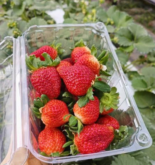 PREMIUM ALBION STRAWBERRIES – HIGH-QUALITY FRESH FRUIT FOR WHOLESALE AND EXPORT DISTRIBUTION