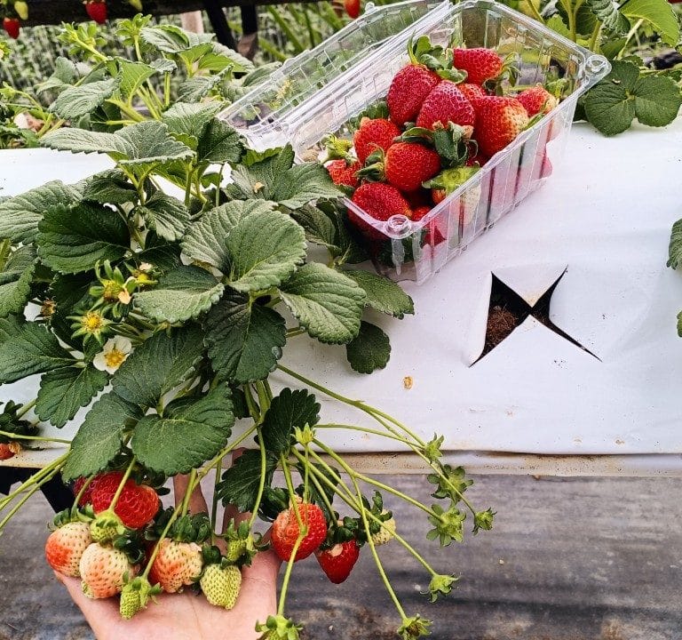 PREMIUM ALBION STRAWBERRIES – HIGH-QUALITY FRESH FRUIT FOR WHOLESALE AND EXPORT DISTRIBUTION 2