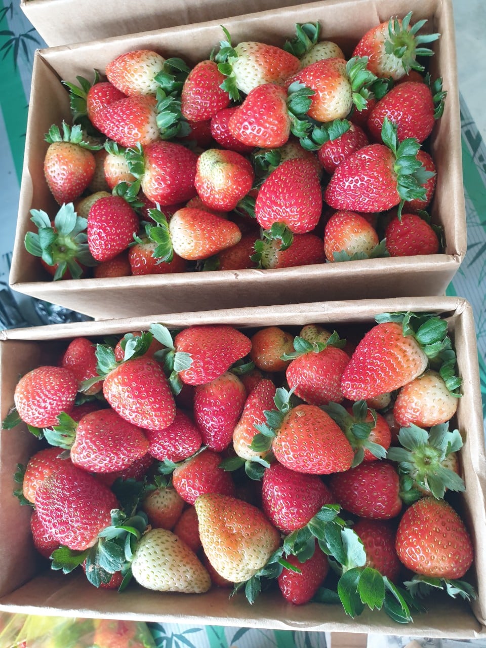 PREMIUM ALBION STRAWBERRIES – HIGH-QUALITY FRESH FRUIT FOR WHOLESALE AND EXPORT DISTRIBUTION 3