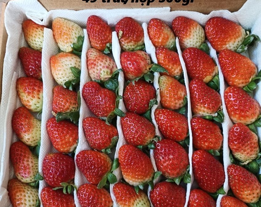 PREMIUM ALBION STRAWBERRIES – HIGH-QUALITY FRESH FRUIT FOR WHOLESALE AND EXPORT DISTRIBUTION 4