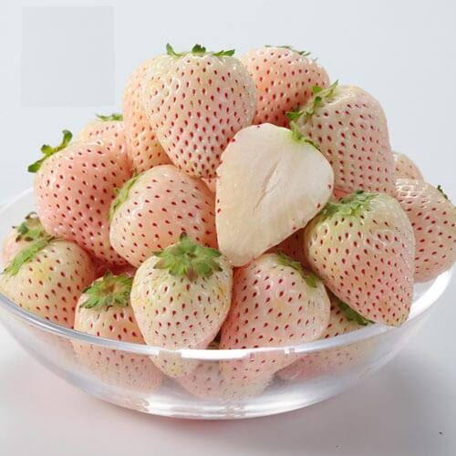 VIETNAMESE WHITE STRAWBERRY – PREMIUM SPECIALTY FRUIT FOR WHOLESALE EXPORT
