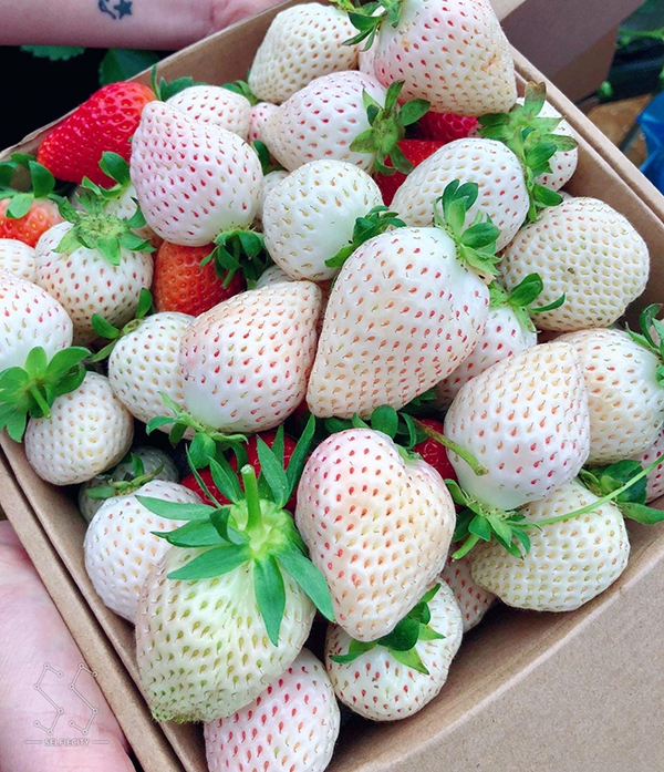 VIETNAMESE WHITE STRAWBERRY – PREMIUM SPECIALTY FRUIT FOR WHOLESALE EXPORT 2