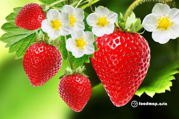 PREMIUM VIETNAMESE STRAWBERRY JUICE 500ML BOTTLE – WHOLESALE EXPORT, OEM & ODM MANUFACTURING 3