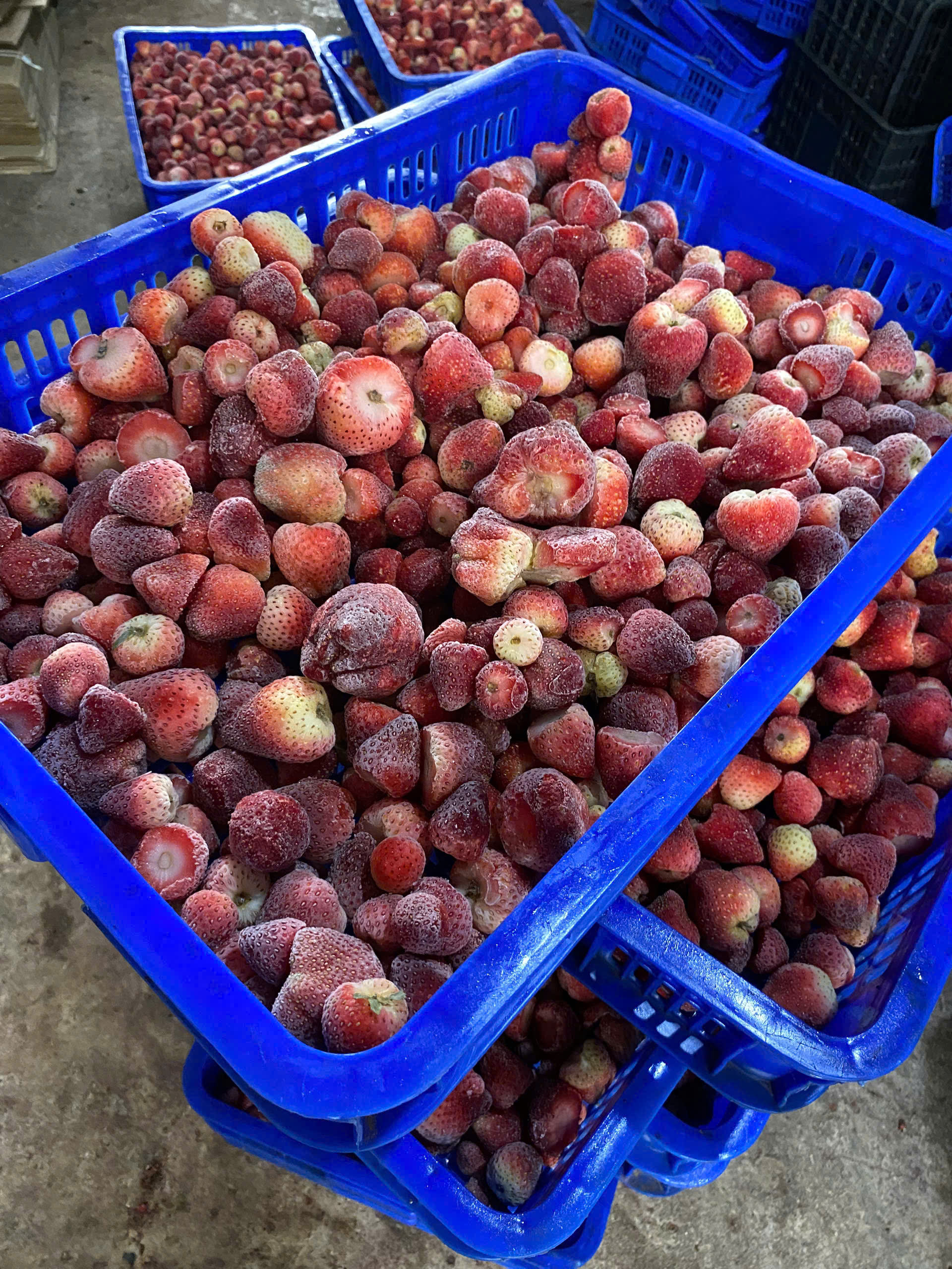 PREMIUM VIETNAMESE IQF FROZEN STRAWBERRIES – HACCP / ISO-CERTIFIED SUPPLIER FOR WHOLESALE EXPORT 3