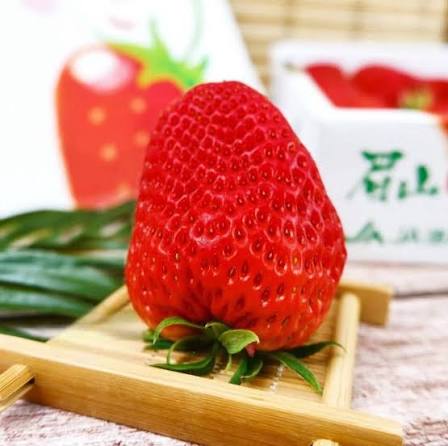 PREMIUM VIETNAMESE BENIHOPPE STRAWBERRIES – SPECIALTY FRESH FRUIT FOR WHOLESALE EXPORT