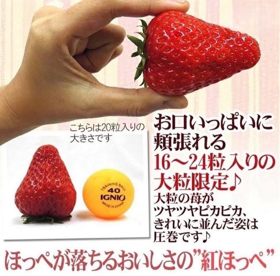 PREMIUM VIETNAMESE BENIHOPPE STRAWBERRIES – SPECIALTY FRESH FRUIT FOR WHOLESALE EXPORT 3