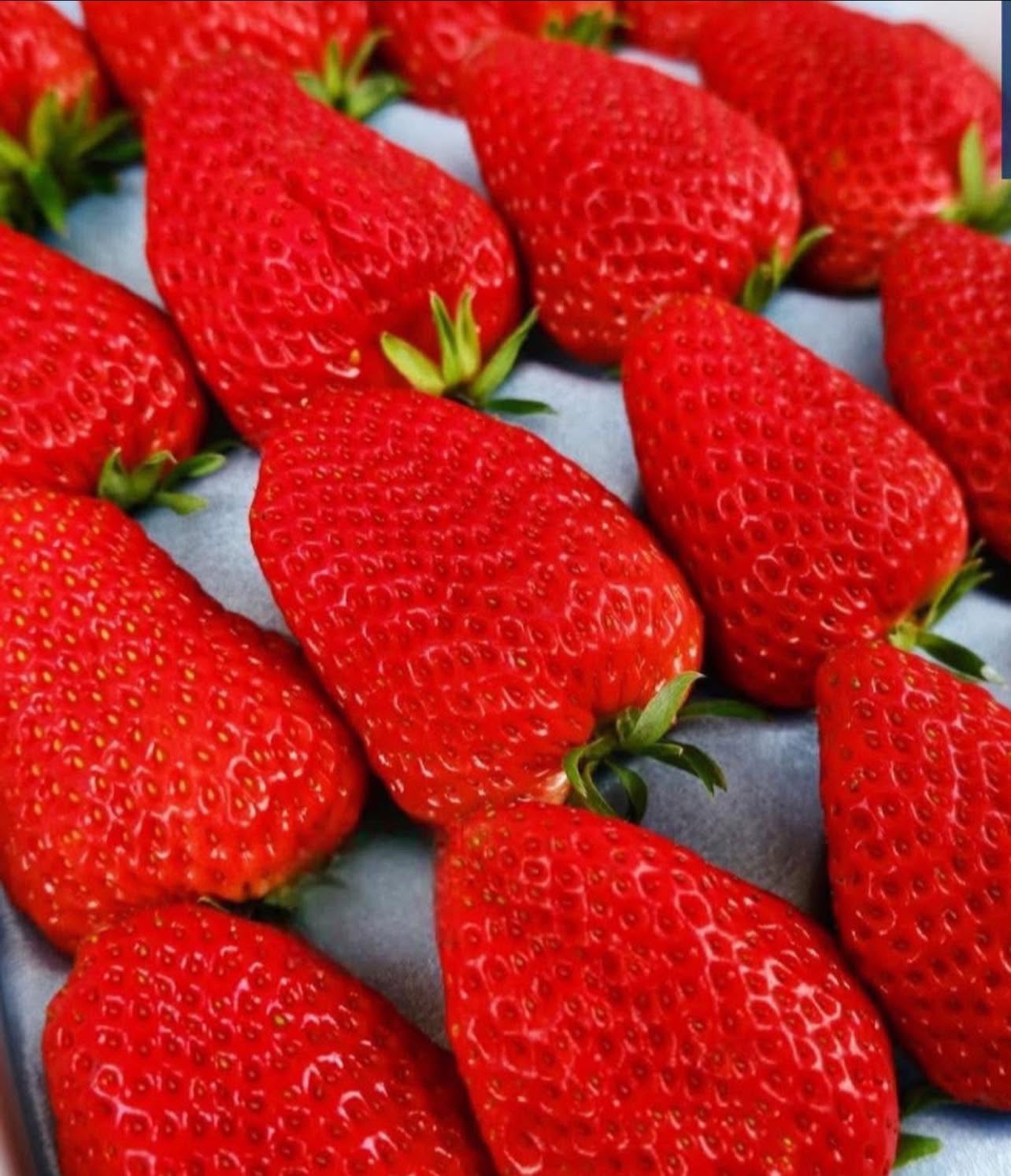 PREMIUM VIETNAMESE BENIHOPPE STRAWBERRIES – SPECIALTY FRESH FRUIT FOR WHOLESALE EXPORT 4