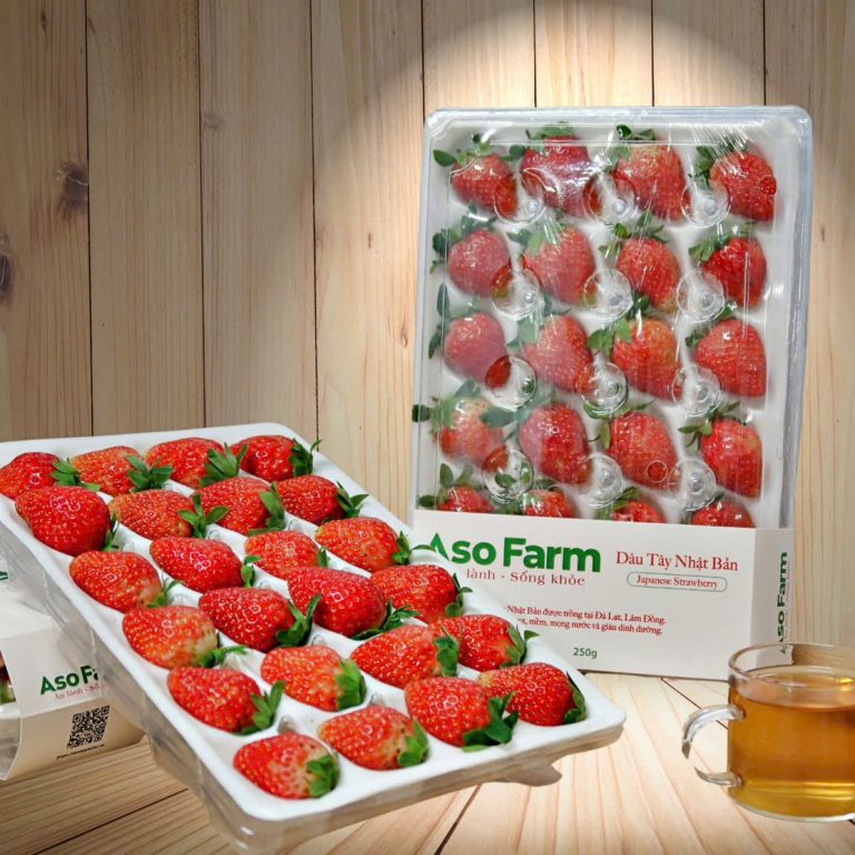 PREMIUM NEW ZEALAND-ORIGIN STRAWBERRY VARIETIES GROWN IN DA LAT, VIETNAM – FRESH FRUIT WHOLESALE EXPORT