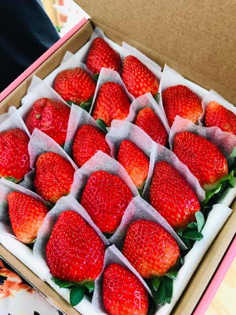 PREMIUM NEW ZEALAND-ORIGIN STRAWBERRY VARIETIES GROWN IN DA LAT, VIETNAM – FRESH FRUIT WHOLESALE EXPORT 2
