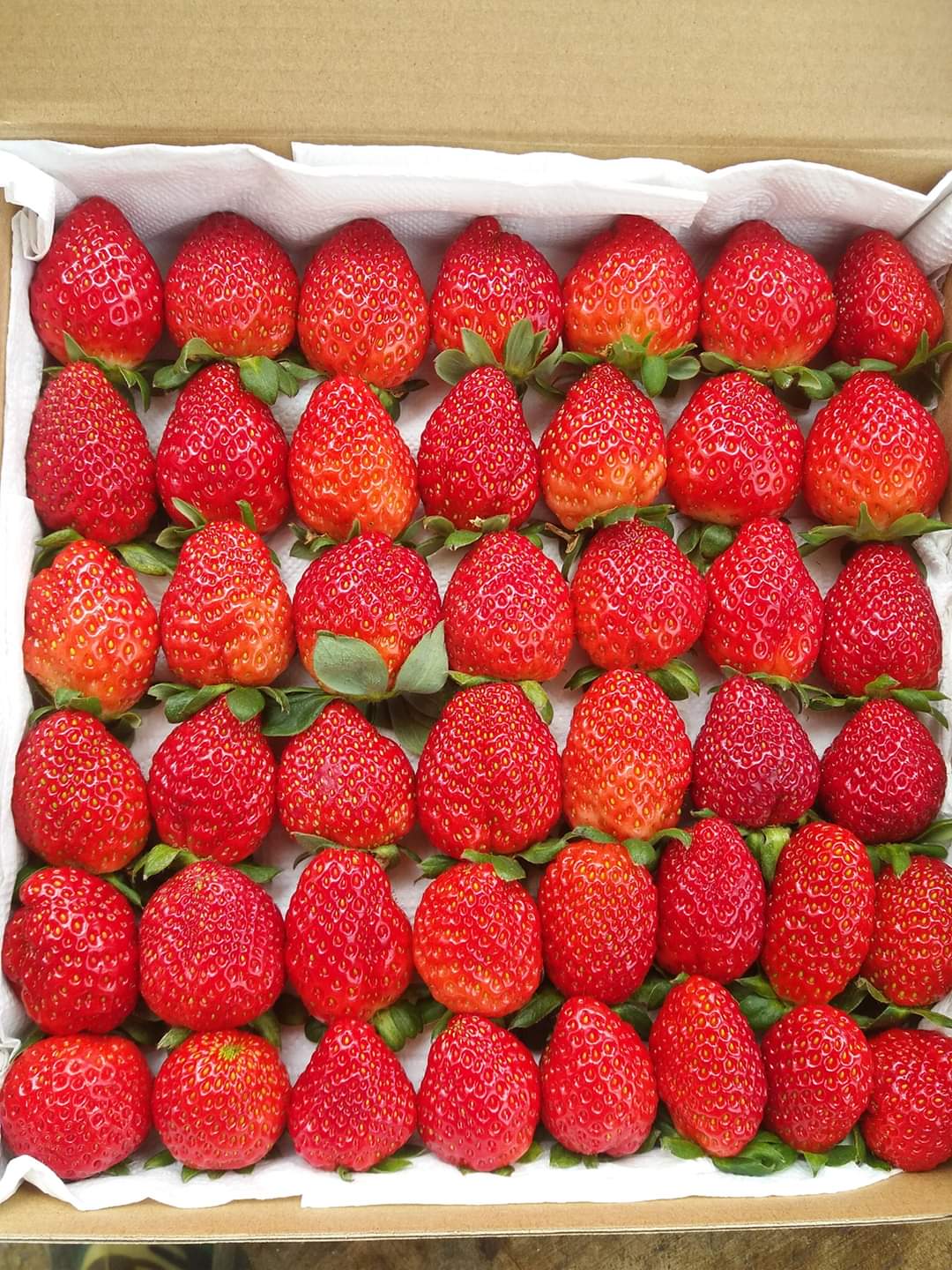 PREMIUM NEW ZEALAND-ORIGIN STRAWBERRY VARIETIES GROWN IN DA LAT, VIETNAM – FRESH FRUIT WHOLESALE EXPORT 3