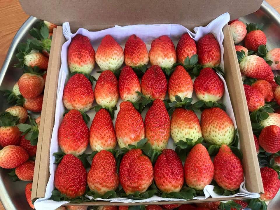 PREMIUM NEW ZEALAND-ORIGIN STRAWBERRY VARIETIES GROWN IN DA LAT, VIETNAM – FRESH FRUIT WHOLESALE EXPORT 4
