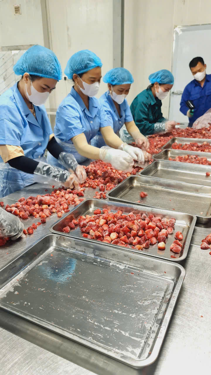 PREMIUM VIETNAMESE IQF FROZEN STRAWBERRIES – HIGH-QUALITY WHOLESALE SUPPLIER FOR INTERNATIONAL EXPORT 2