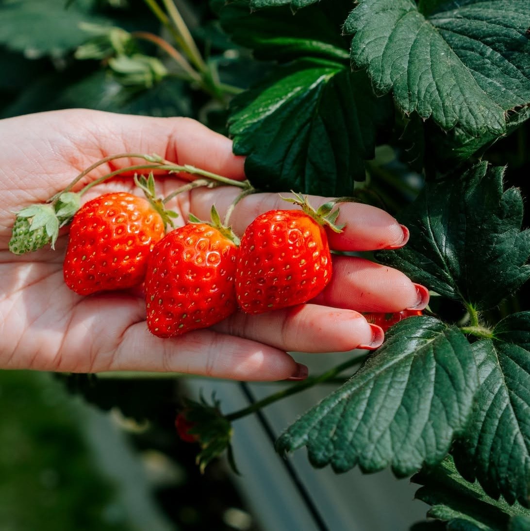 PREMIUM VIETNAMESE LANGBIANG STRAWBERRIES – FRESH FRUIT WHOLESALE AND EXPORT SUPPLY