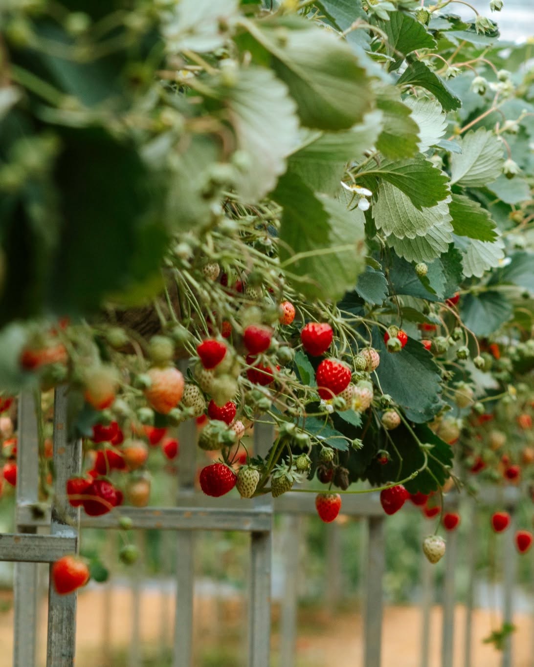 PREMIUM VIETNAMESE LANGBIANG STRAWBERRIES – FRESH FRUIT WHOLESALE AND EXPORT SUPPLY 2