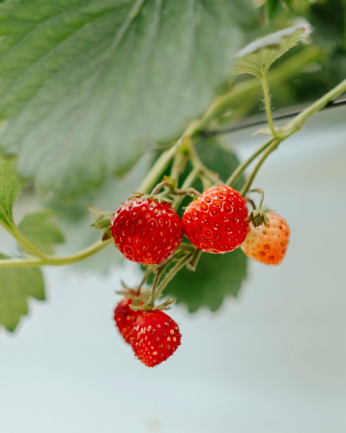 PREMIUM VIETNAMESE LANGBIANG STRAWBERRIES – FRESH FRUIT WHOLESALE AND EXPORT SUPPLY 4