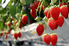 PREMIUM VIETNAMESE FRESH STRAWBERRY JUICE 500ML – 6° BRIX CANNED BEVERAGE FOR OEM/ODM WHOLESALE EXPORT 3