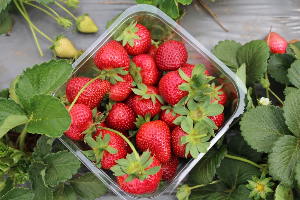 PREMIUM VIETNAMESE FRESH STRAWBERRY JUICE 500ML – 6° BRIX CANNED BEVERAGE FOR OEM/ODM WHOLESALE EXPORT 4