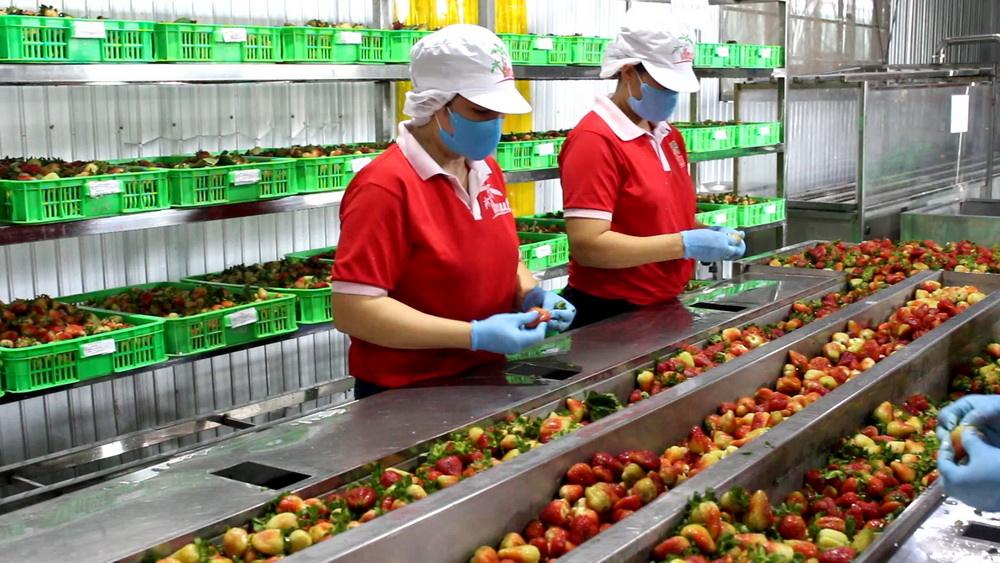 PREMIUM VIETNAMESE STRAWBERRY & TROPICAL FRUIT JUICE DRINK 250ML – WHOLESALE BEVERAGE EXPORT 2