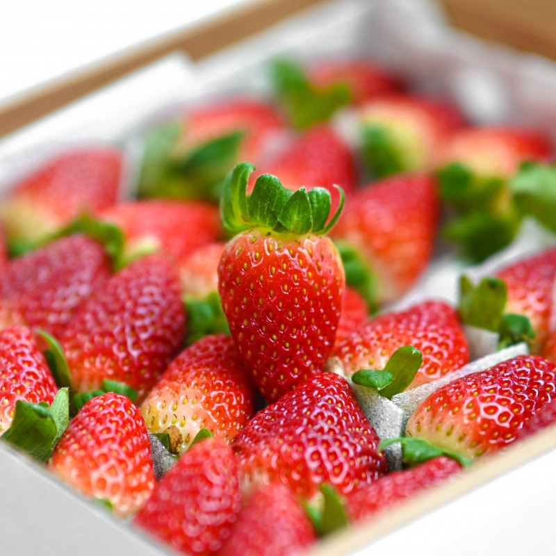 PREMIUM VIETNAMESE HASFARM STRAWBERRIES 500G – FRESH FRUIT FOR WHOLESALE AND RETAIL DISTRIBUTION