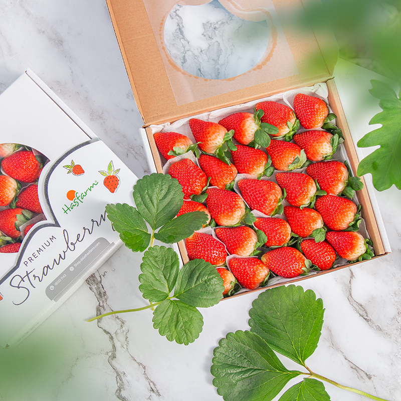 PREMIUM VIETNAMESE HASFARM STRAWBERRIES 500G – FRESH FRUIT FOR WHOLESALE AND RETAIL DISTRIBUTION 2